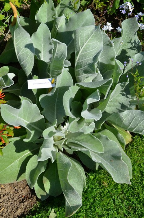 Verbascum bombyciferum
